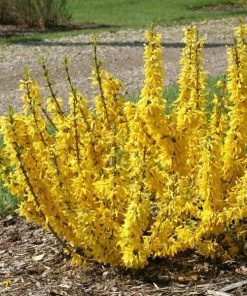 Garden Goods Direct Proven Winners® Color Choice® Show Off® Sugar Baby® Forsythia