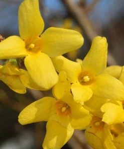 Garden Goods Direct Spring Glory Forsythia