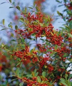 Garden Goods Direct Foster Holly