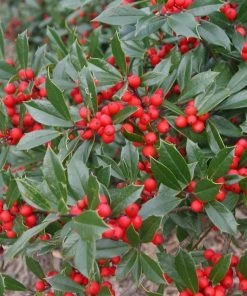 Garden Goods Direct Foster Holly