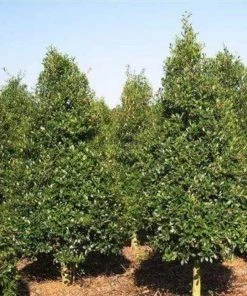 Garden Goods Direct Foster Holly