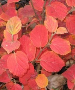 Garden Goods Direct Shrubs Fothergilla Mount Airy