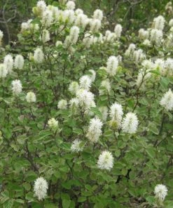 Garden Goods Direct Shrubs Fothergilla Mount Airy