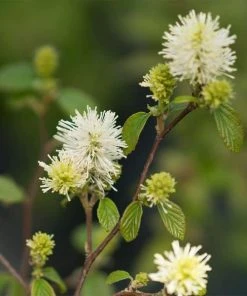 Garden Goods Direct Shrubs Proven Winners® Color Choice® Legend Of The Fall® Fothergilla