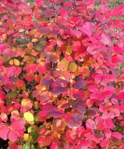 Garden Goods Direct Shrubs Proven Winners® Color Choice® Legend Of The Fall® Fothergilla