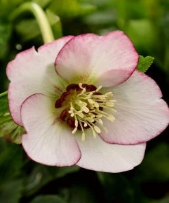 Garden Goods Direct Helleborus French Kiss