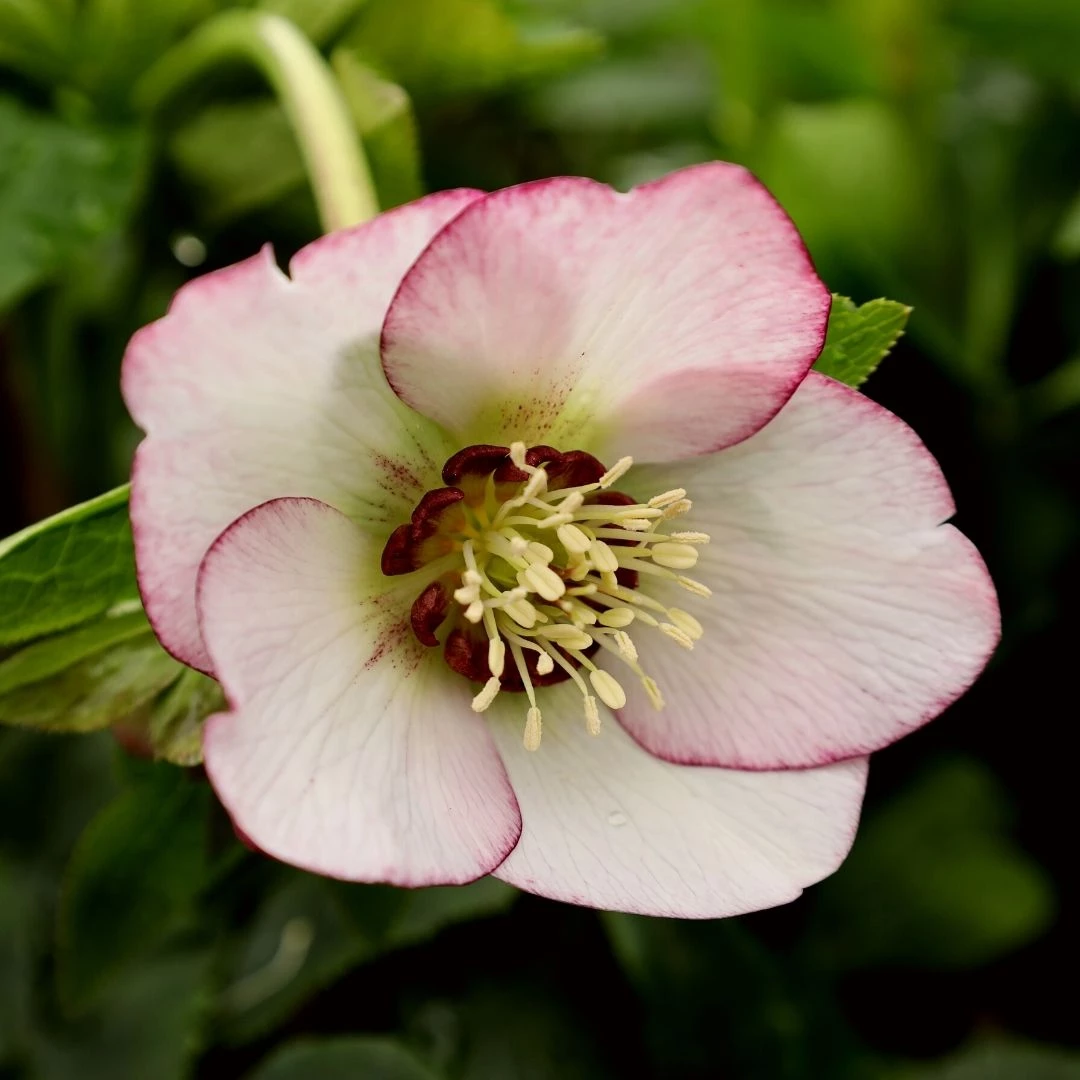 Garden Goods Direct Helleborus French Kiss 1 Garden Goods Direct Helleborus French Kiss
