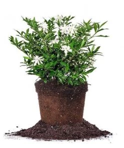 Garden Goods Direct Gardenia Frost Proof