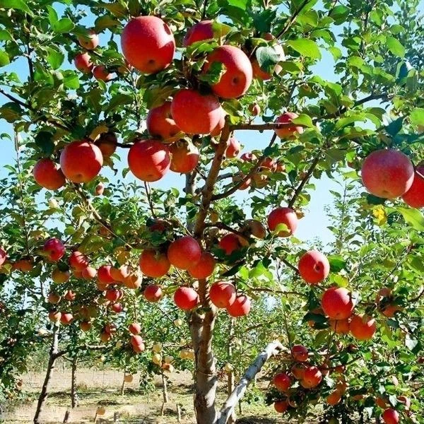 Garden Goods Direct Trees Fuji Apple Tree 3 Garden Goods Direct Trees Fuji Apple Tree