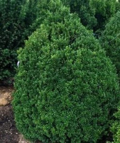 Garden Goods Direct Shrubs American Boxwood