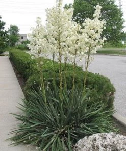Garden Goods Direct Shrubs Yucca Filamentosa 'Excalibur'