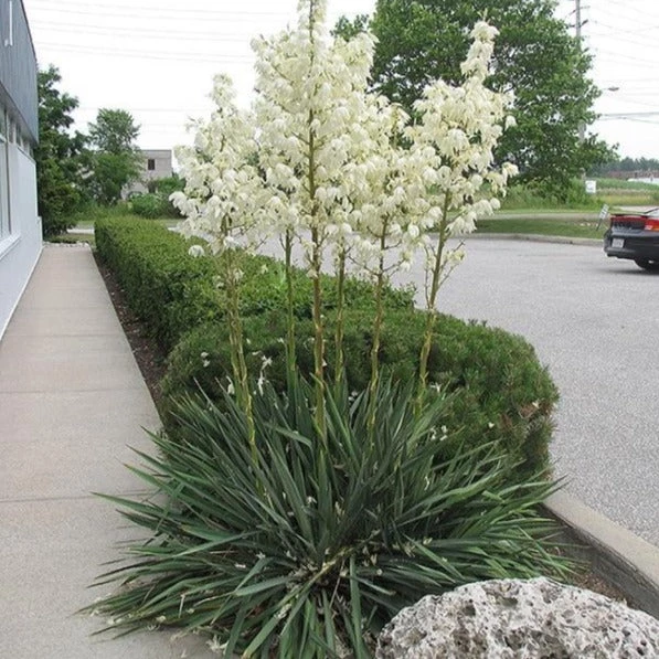 Garden Goods Direct Shrubs Yucca Filamentosa 'Excalibur' 2 Garden Goods Direct Shrubs Yucca Filamentosa 'Excalibur'