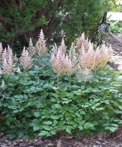 Garden Goods Direct Astilbe Peach Blossom Perennials