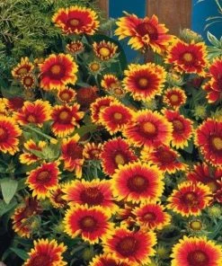 Garden Goods Direct Gaillardia Arizona Sun