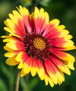 Garden Goods Direct Gaillardia Arizona Sun