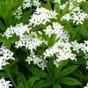 Garden Goods Direct Sweet Woodruff Perennials