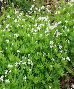 Garden Goods Direct Sweet Woodruff Perennials