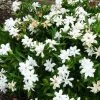 Garden Goods Direct Gardenia Frost Proof