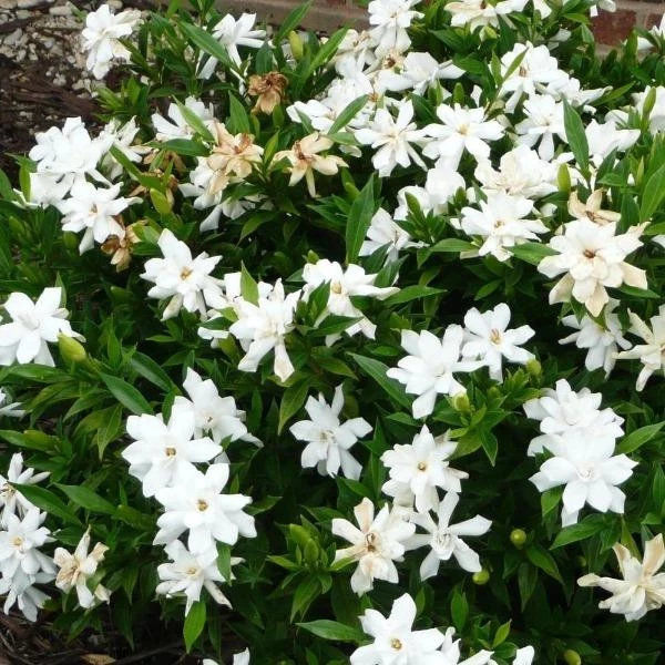 Garden Goods Direct Gardenia Frost Proof 1 Garden Goods Direct Gardenia Frost Proof