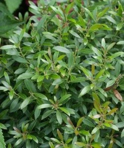 Garden Goods Direct Gem Box Inkberry Holly