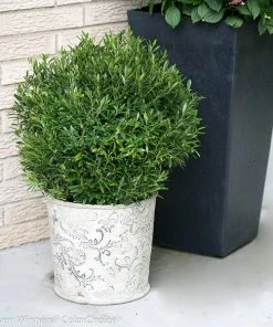 Garden Goods Direct Gem Box Inkberry Holly