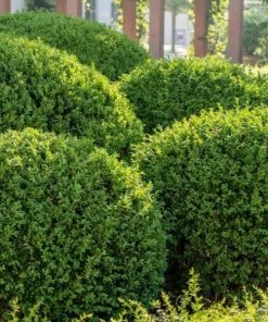 Garden Goods Direct Gem Box Inkberry Holly