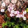 Garden Goods Direct Perennials Geranium Biokovo