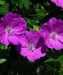 Garden Goods Direct Perennials Geranium Max Frei 7 Garden Goods Direct Perennials Geranium Max Frei