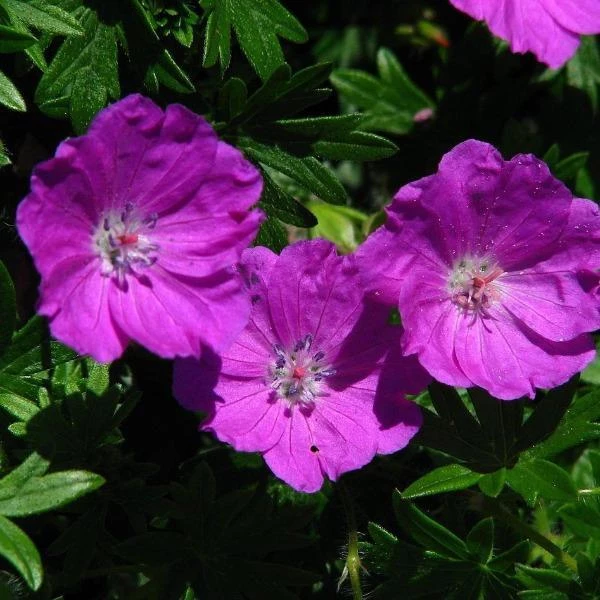 Garden Goods Direct Perennials Geranium Max Frei 4 Garden Goods Direct Perennials Geranium Max Frei