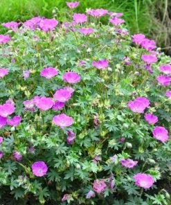 Garden Goods Direct Perennials Geranium Max Frei