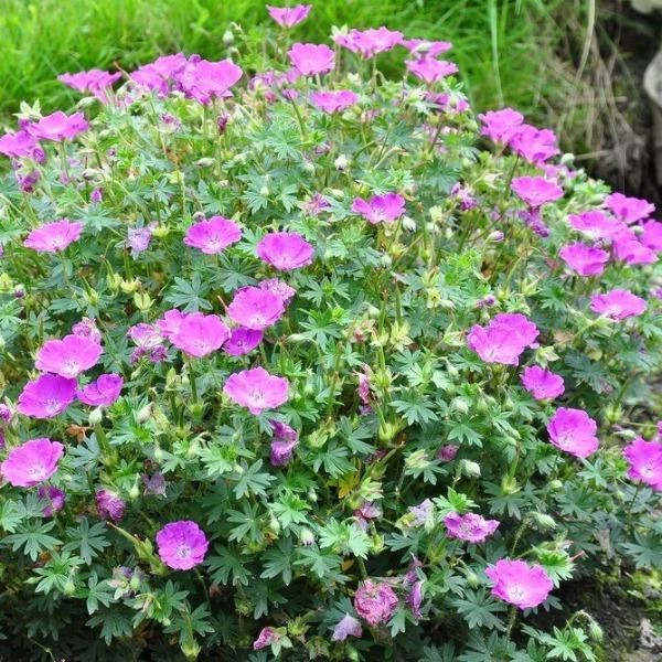 Garden Goods Direct Perennials Geranium Max Frei 1 Garden Goods Direct Perennials Geranium Max Frei
