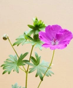 Garden Goods Direct Perennials Geranium Max Frei