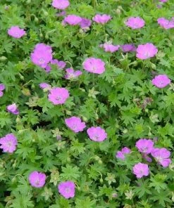 Garden Goods Direct Perennials Geranium Max Frei 6 Garden Goods Direct Perennials Geranium Max Frei