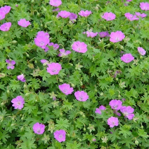 Garden Goods Direct Perennials Geranium Max Frei 3 Garden Goods Direct Perennials Geranium Max Frei