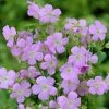 Garden Goods Direct Perennials Geranium Maculatum