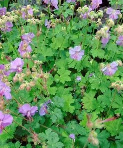 Garden Goods Direct Geranium Karmina