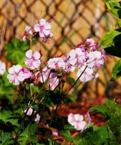 Garden Goods Direct Perennials Geranium Biokovo