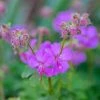 Garden Goods Direct Geranium Karmina