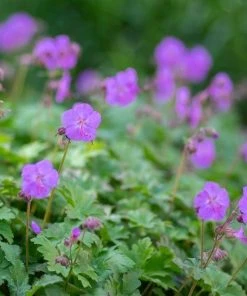 Garden Goods Direct Geranium Karmina