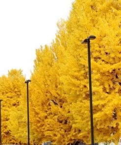 Garden Goods Direct Autumn Gold Ginkgo Tree Trees