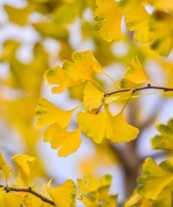 Garden Goods Direct Autumn Gold Ginkgo Tree Trees