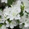 Garden Goods Direct Azalea Girards Pleasant White Shrubs