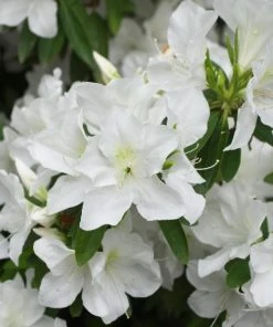 Garden Goods Direct Azalea Girards Pleasant White Shrubs