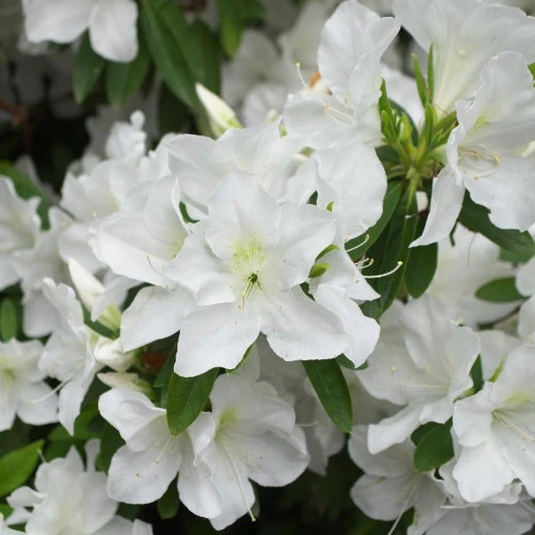 Garden Goods Direct Azalea Girards Pleasant White Shrubs 1 Garden Goods Direct Azalea Girards Pleasant White Shrubs