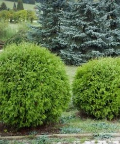 Garden Goods Direct Globe Arborvitae