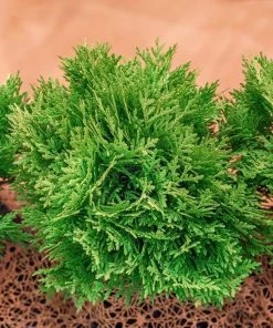 Garden Goods Direct Globe Arborvitae