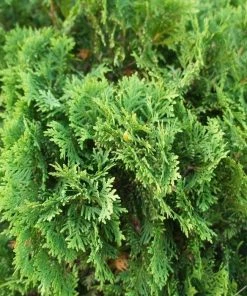 Garden Goods Direct Globe Arborvitae