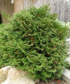 Garden Goods Direct Shrubs Arborvitae Tom Thumb