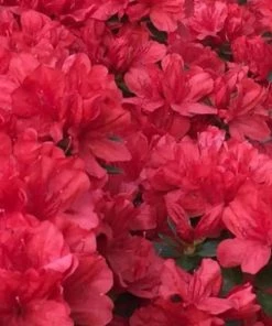 Garden Goods Direct Shrubs Hershey Red Azalea