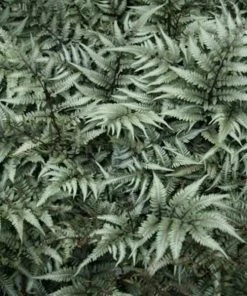 Garden Goods Direct Godzilla Japanese Painted Fern Perennials